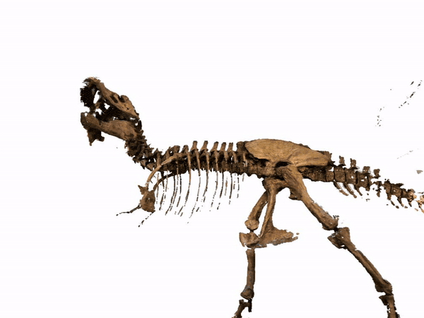 trex.gif